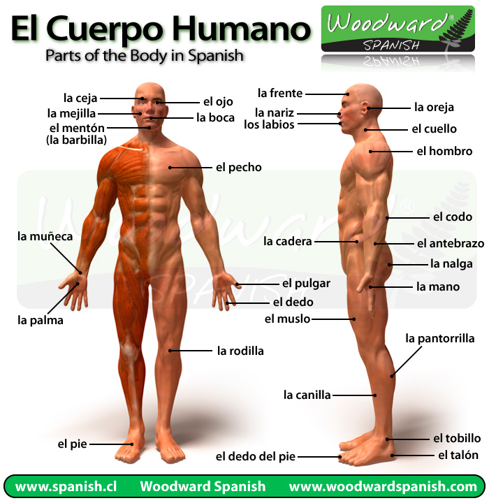 Partes del Cuerpo Humano en español - Parts of the Body in Spanish