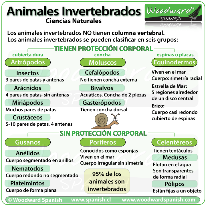 Los animales invertebrados - clasificaciÃ³n