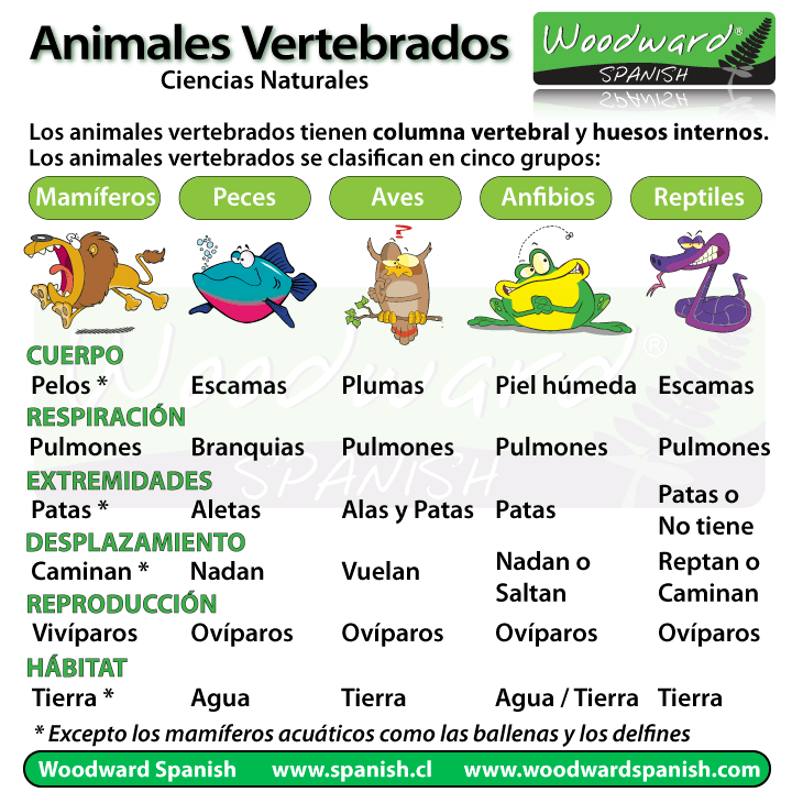 Animales Vertebrados - Clasificación y Características