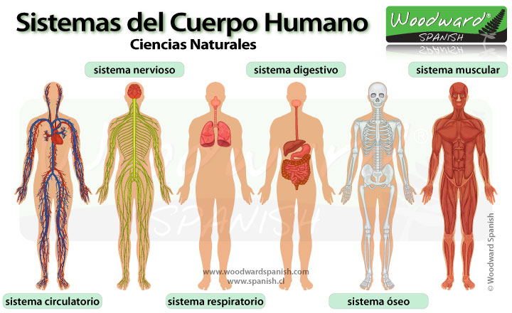 Los sistemas del cuerpo humano - body systems in Spanish
