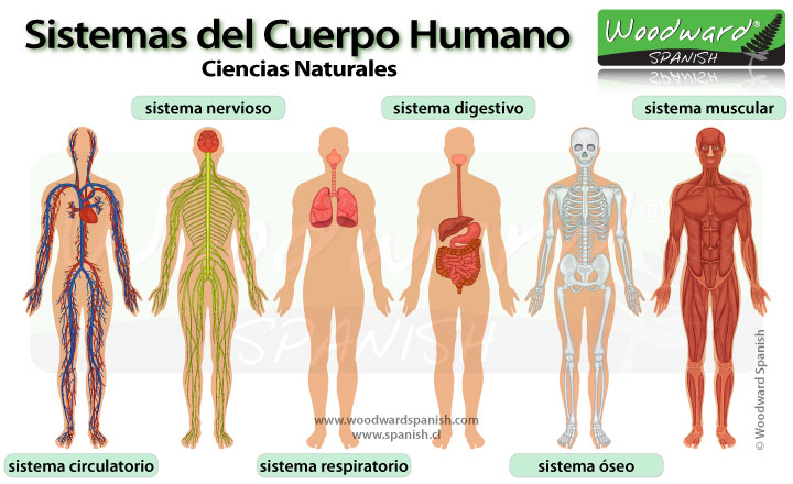 Los Sistemas del Cuerpo Humano