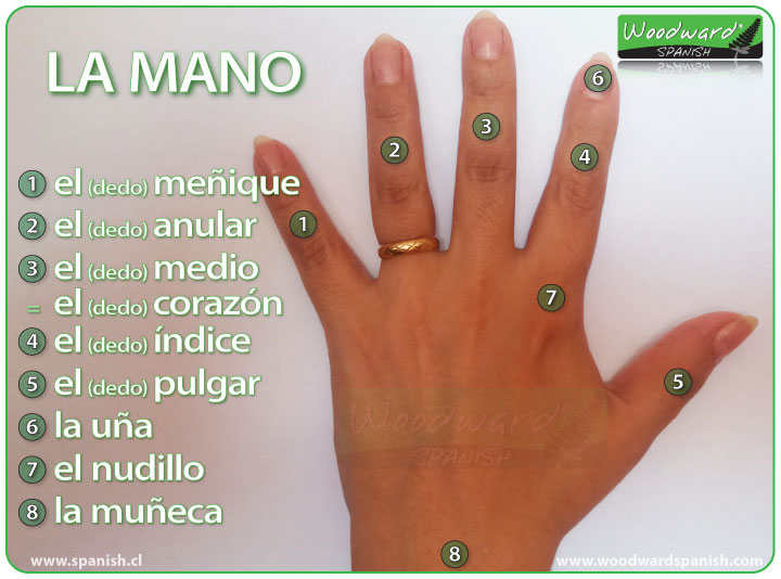 Partes de la mano y los nombres de los dedos en español